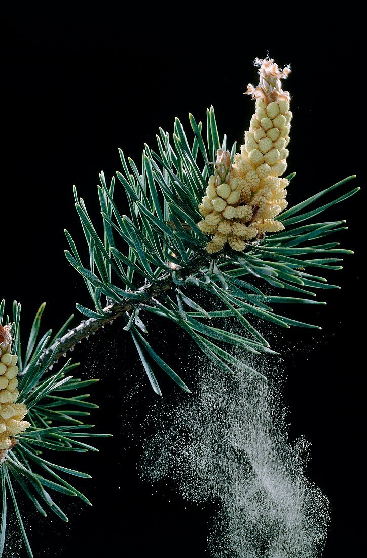 Scots pine (Pinus sylvestris) cone