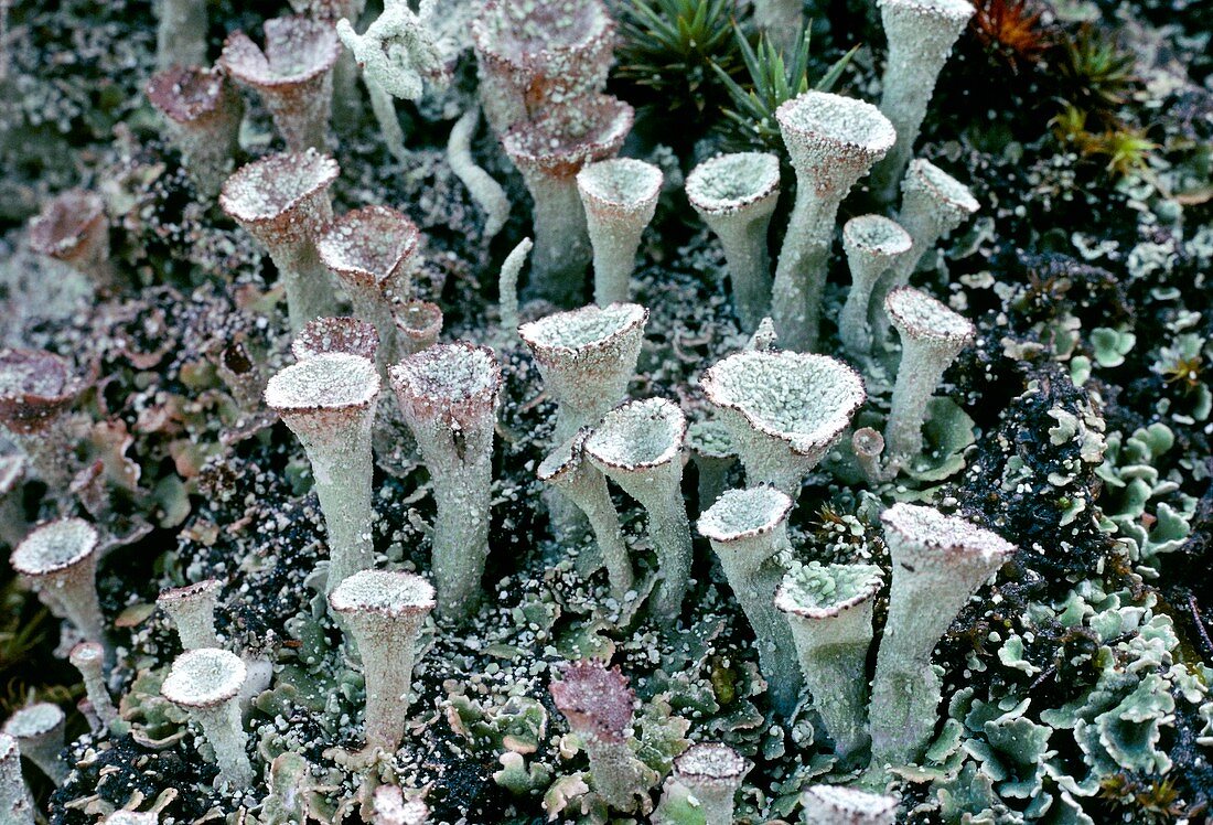 Cup lichen (Cladonia sp.)