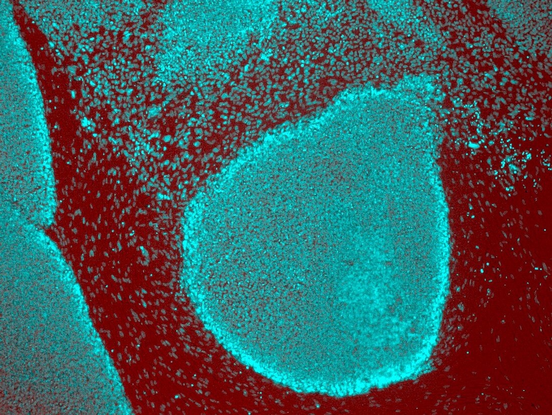 Induced stem cells,light micrograph