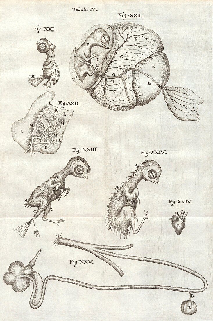 Chicken embryo,17th Century artwork