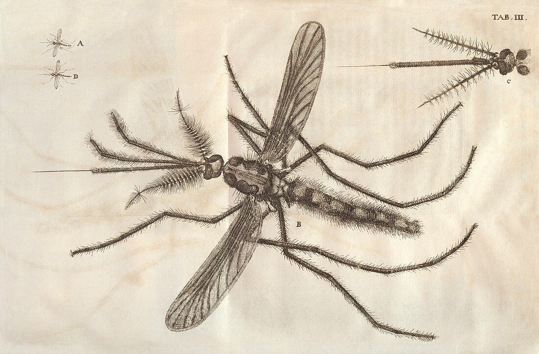Mosquito,17th Century artwork