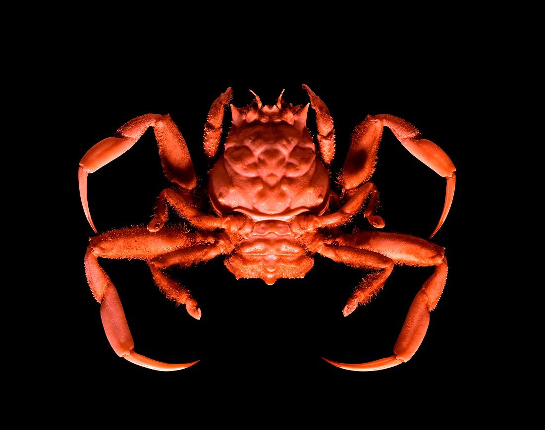 Human-faced crab