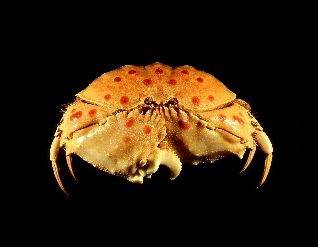 Shame-faced crab
