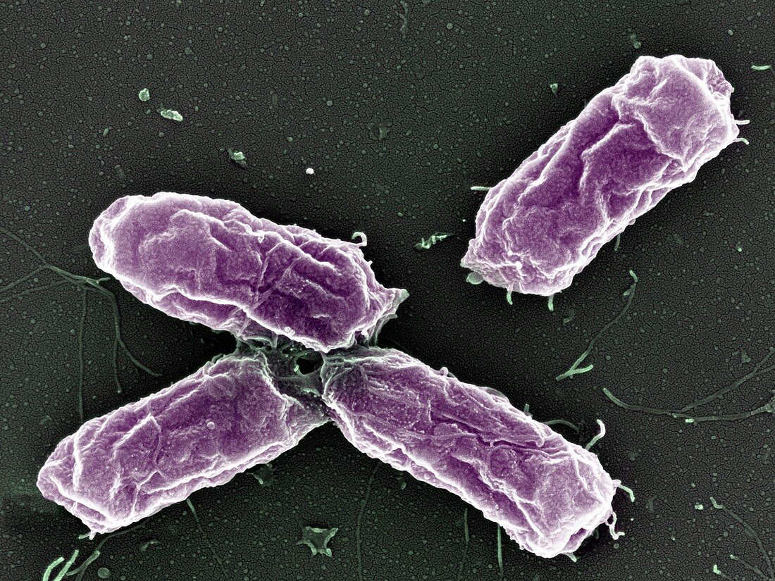 Salmonella bacteria,SEM