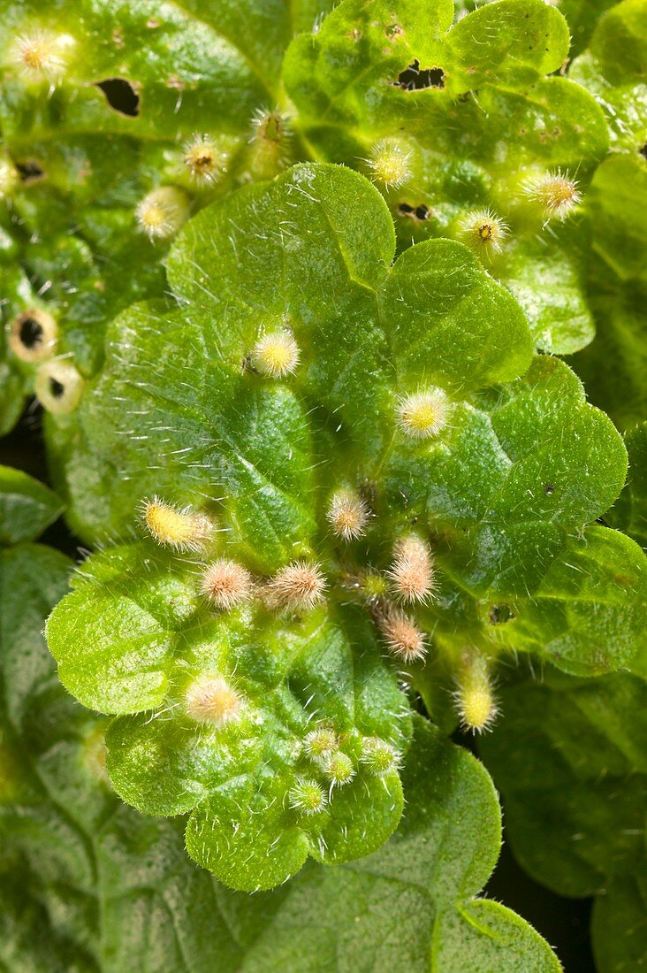 Lighthouse galls on Glechoma hederacea