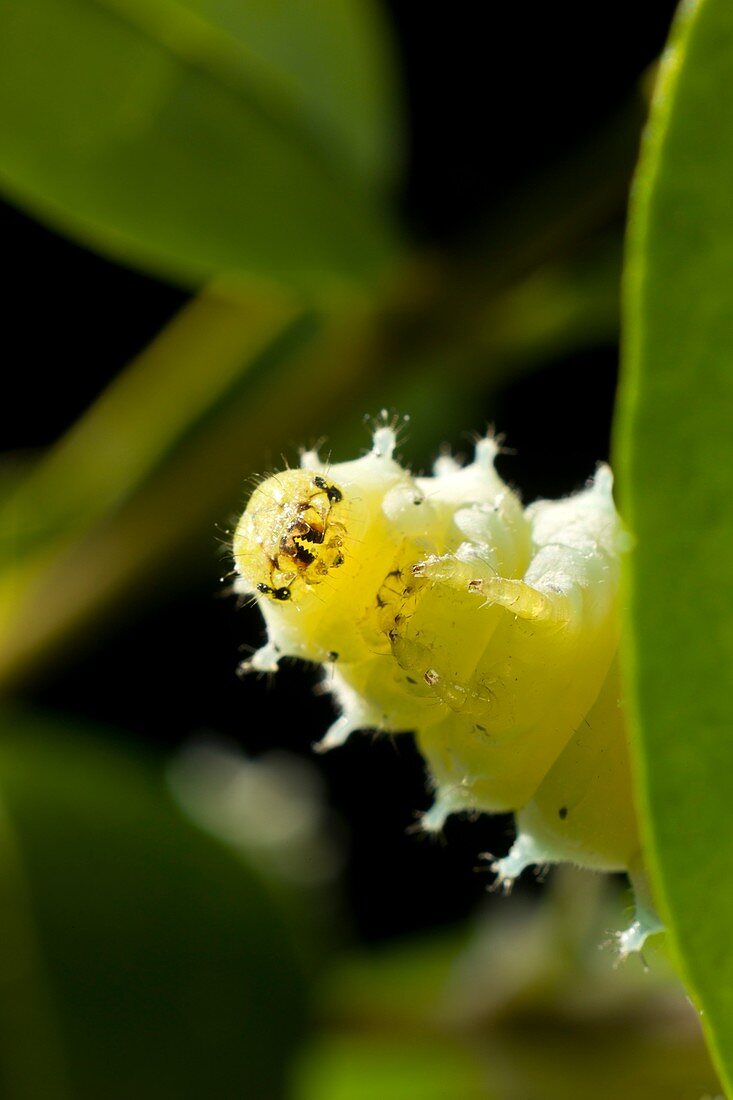 Chinese silkmoth caterpillar