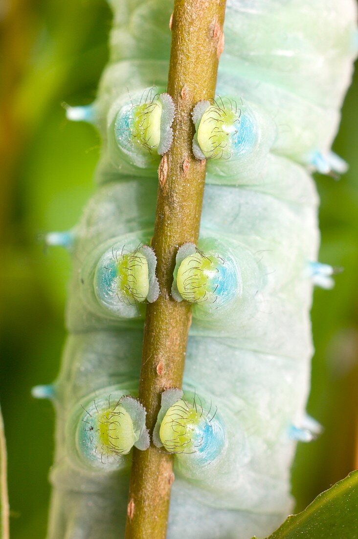 Abdominal legs of a silkmoth larva