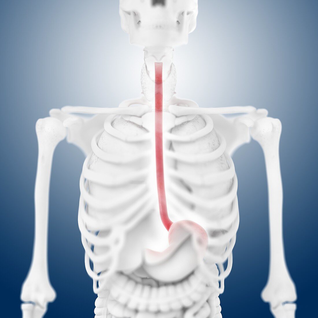 Oesophagus,artwork