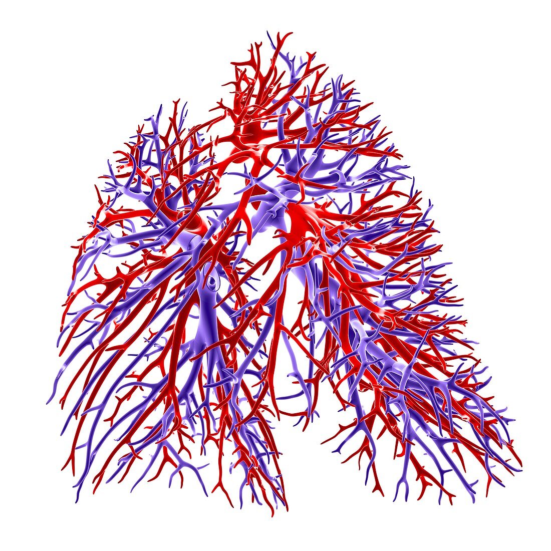 Lung blood vessel,artwork