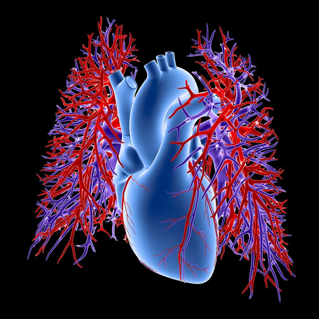 Heart-lungs,circulatory system,artwork