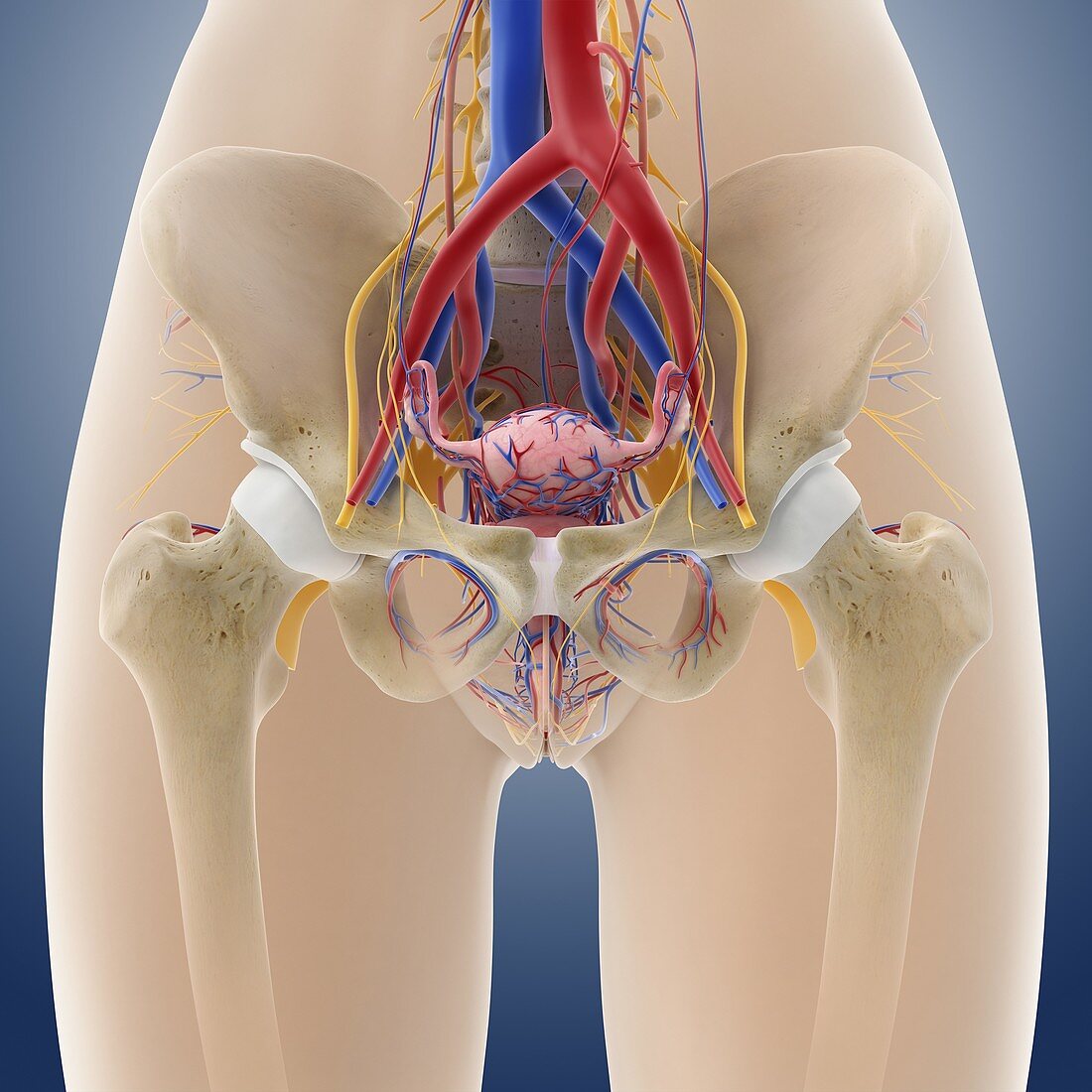Female pelvic anatomy,artwork