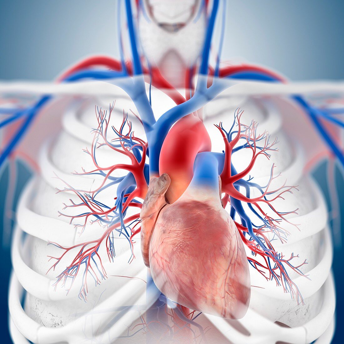 Cardiovascular system,artwork