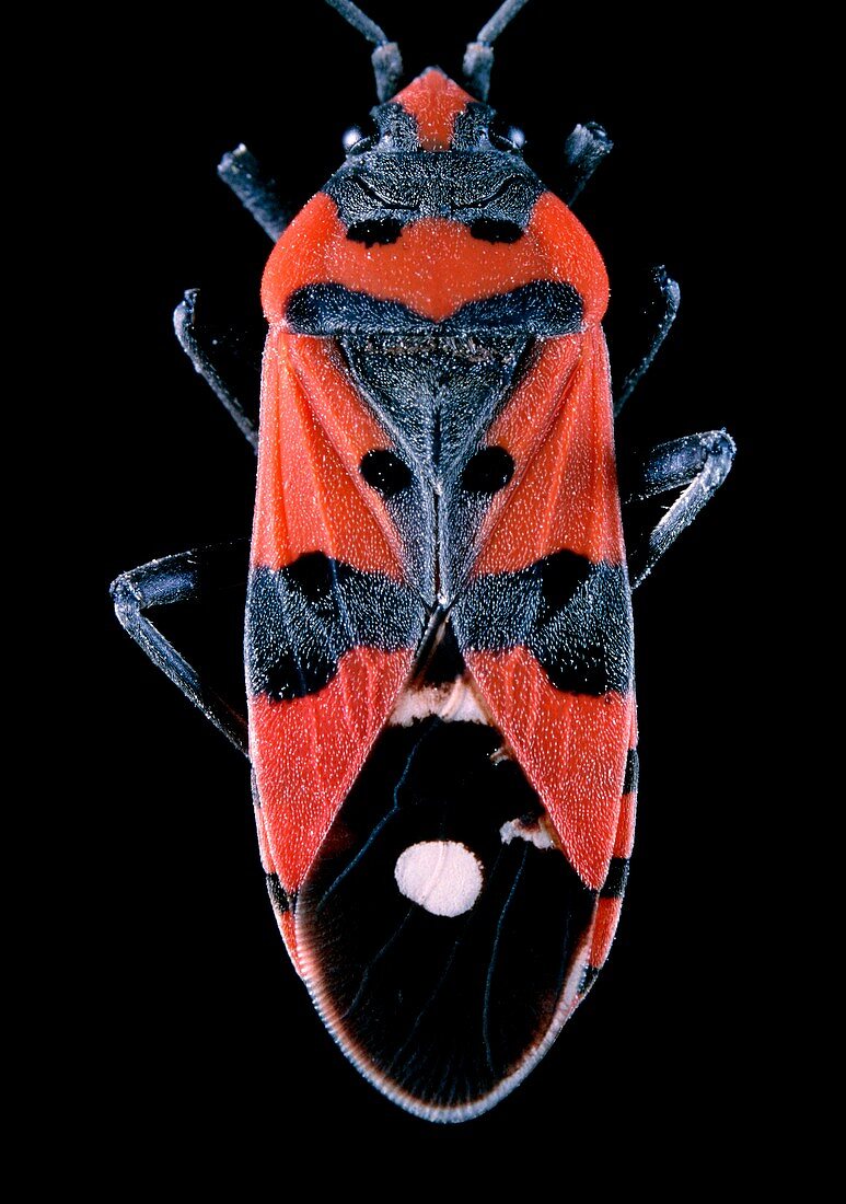 Black-and-red bug