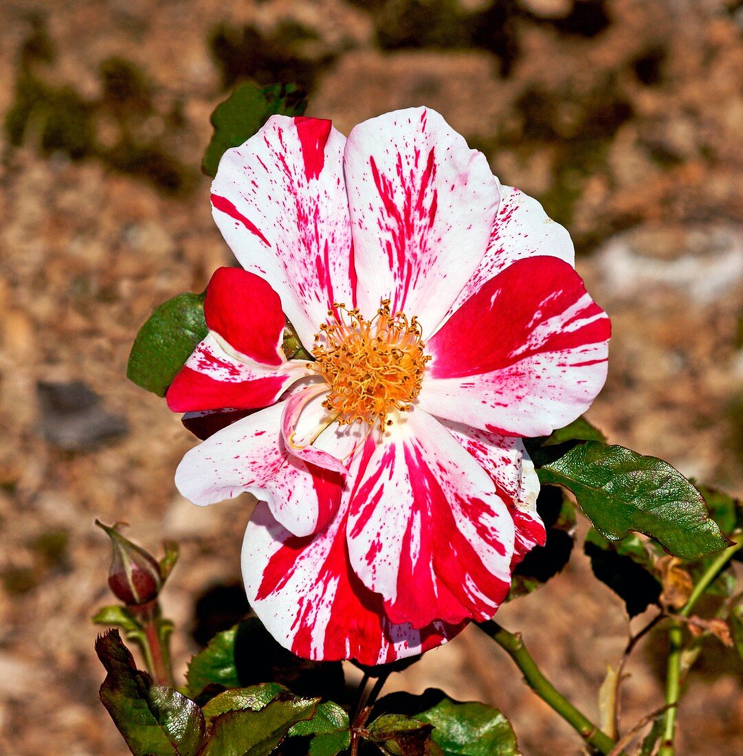 Rose (Rosa 'Arabesque')