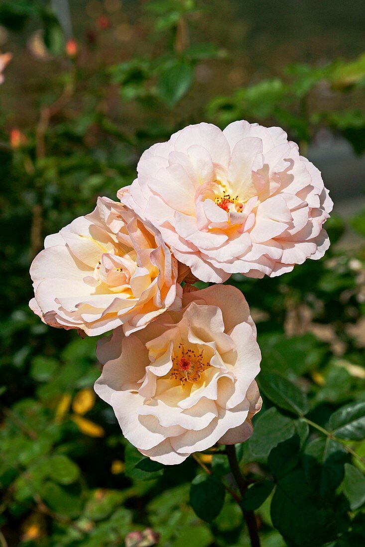 Rose (Rosa 'Cocarde Jaune')