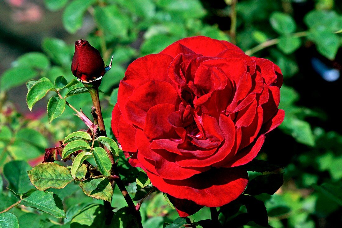 Rose (Rosa 'Edith Piaf')