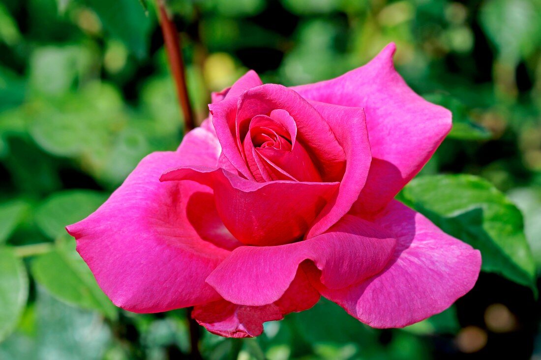 Rose (Rosa 'Buxom Beauty')
