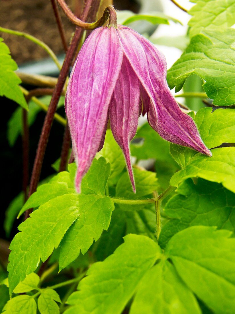 Clematis alpina 'Cragside'