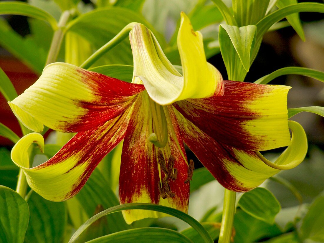 Lily (Lilium 'Nepalense')