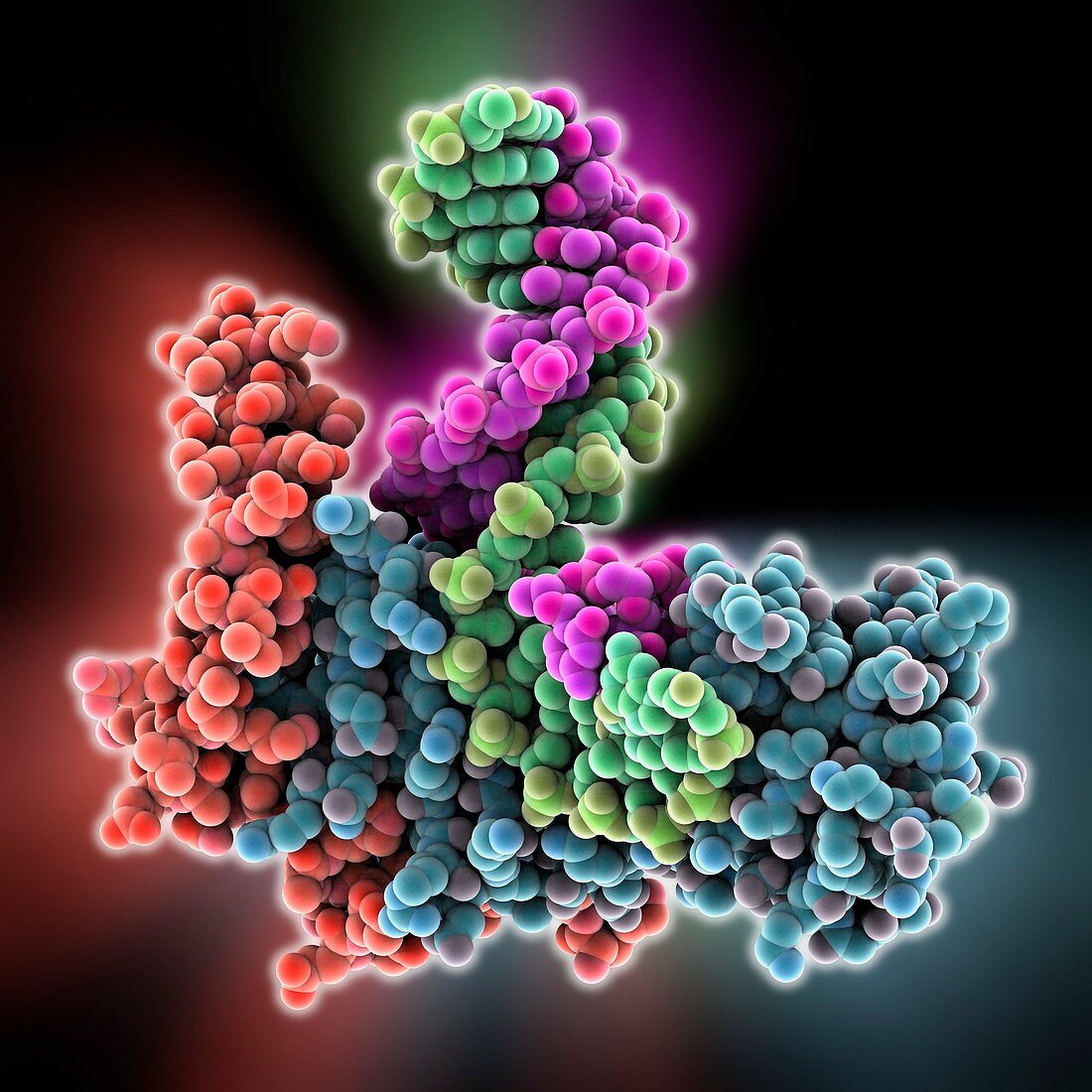 TATA box-binding protein complex
