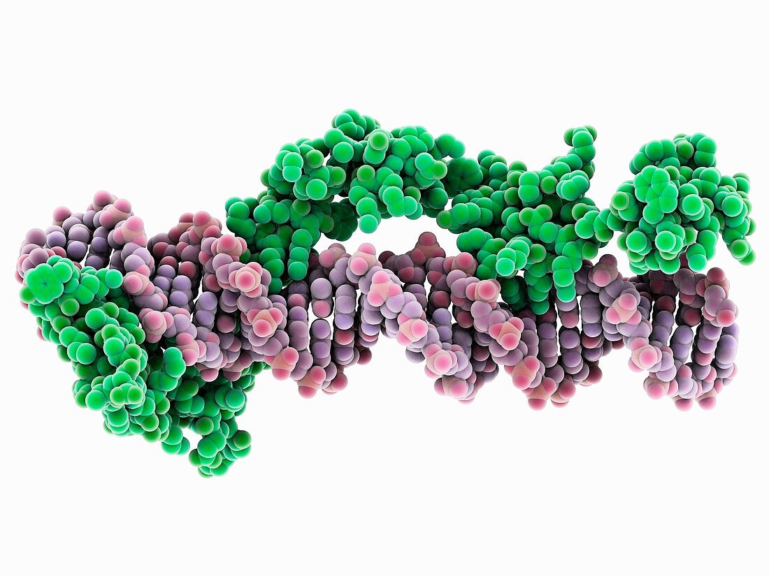 Transcription factor and ribosomal RNA