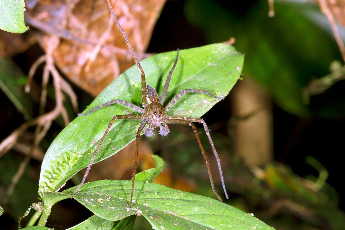 Male wandering spider