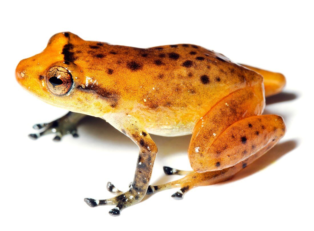 Esmeralda's robber frog