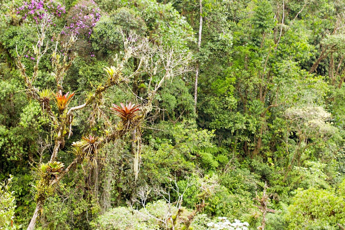 Montane tropical rainforest