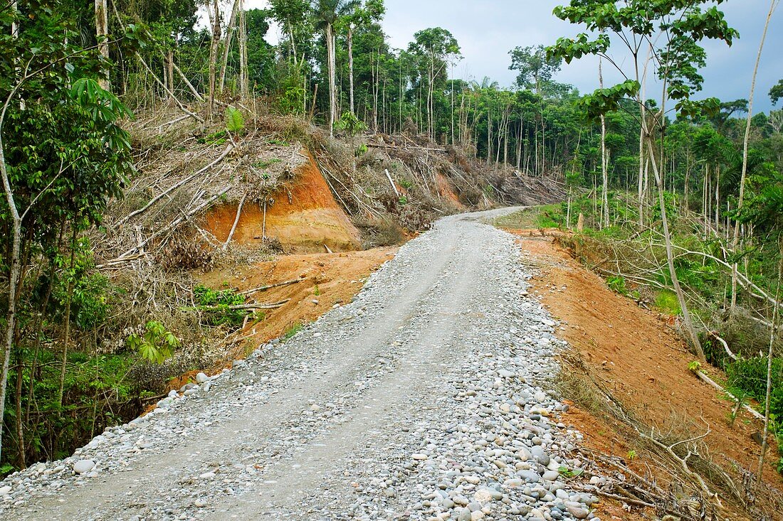 Tropical rainforest road construction