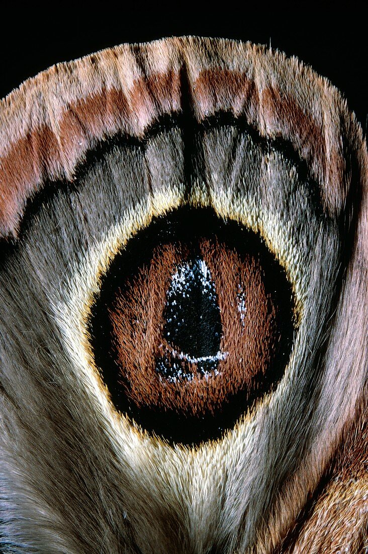 Saturnid moth eyespot