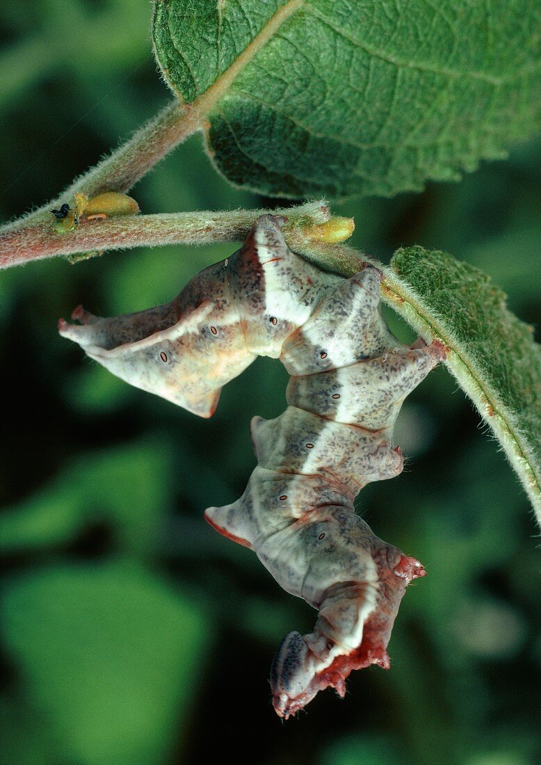 Pebble prominent moth caterpillar