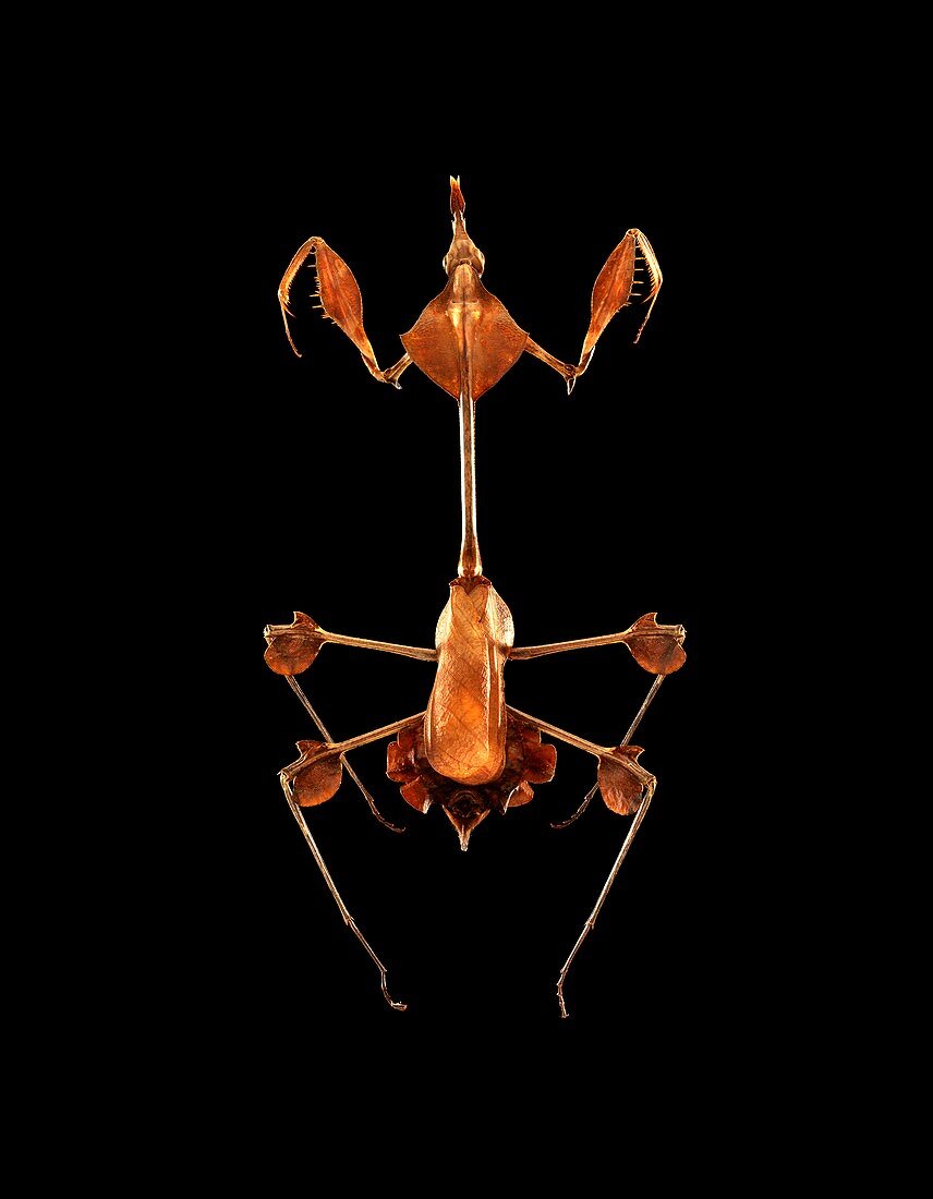 Wandering violin mantis