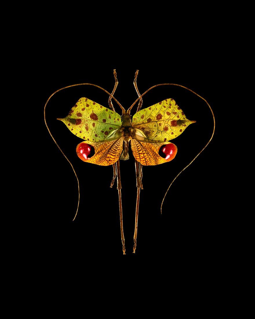 Leaf-mimic bush-cricket