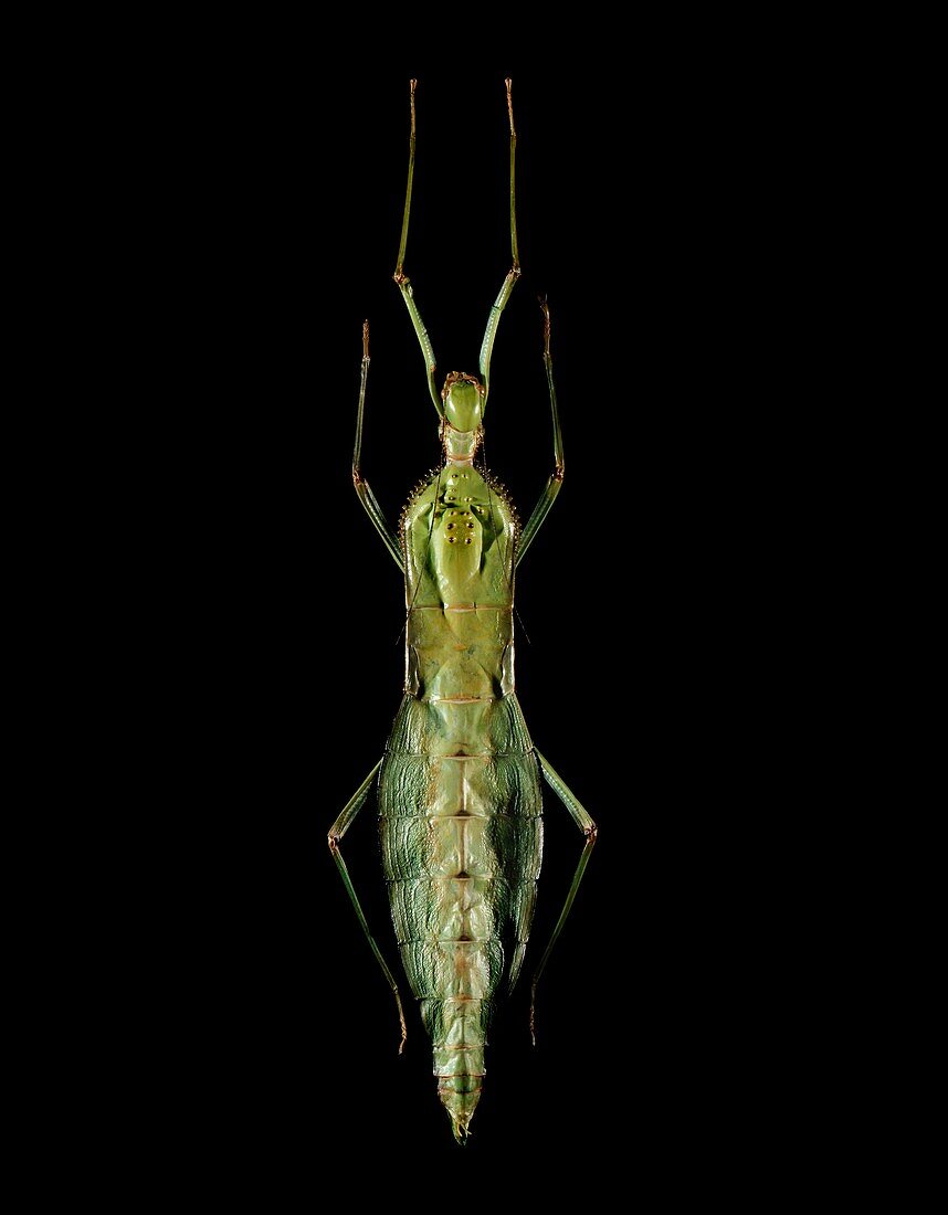 Hump-backed stick insect
