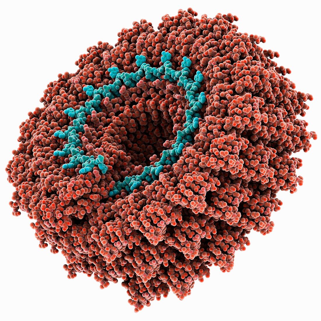 Tobacco mosaic virus,molecular model