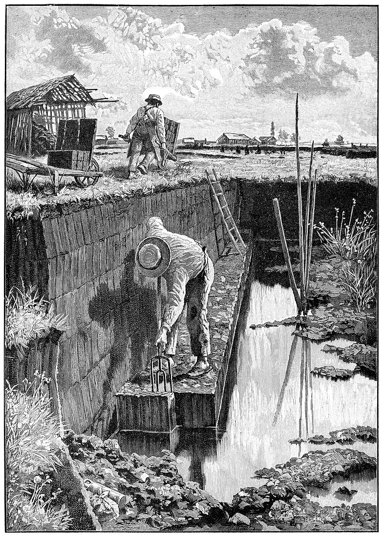 Workers excavating peat,artwork