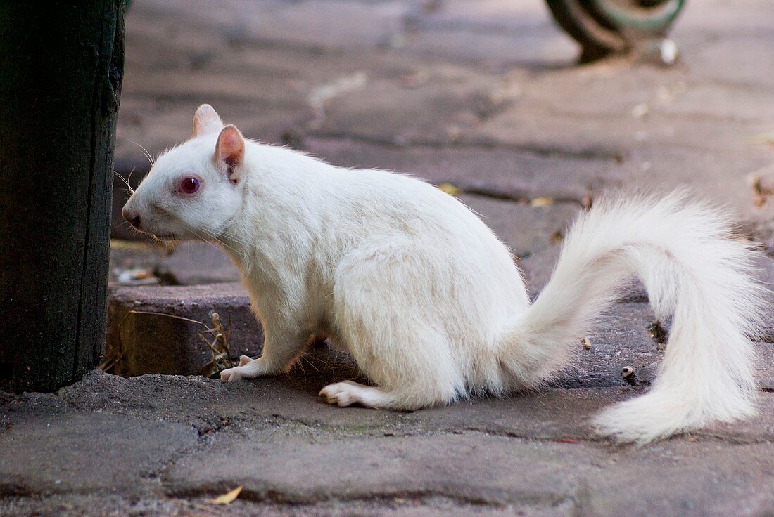 Albino squirrel in Cape Town