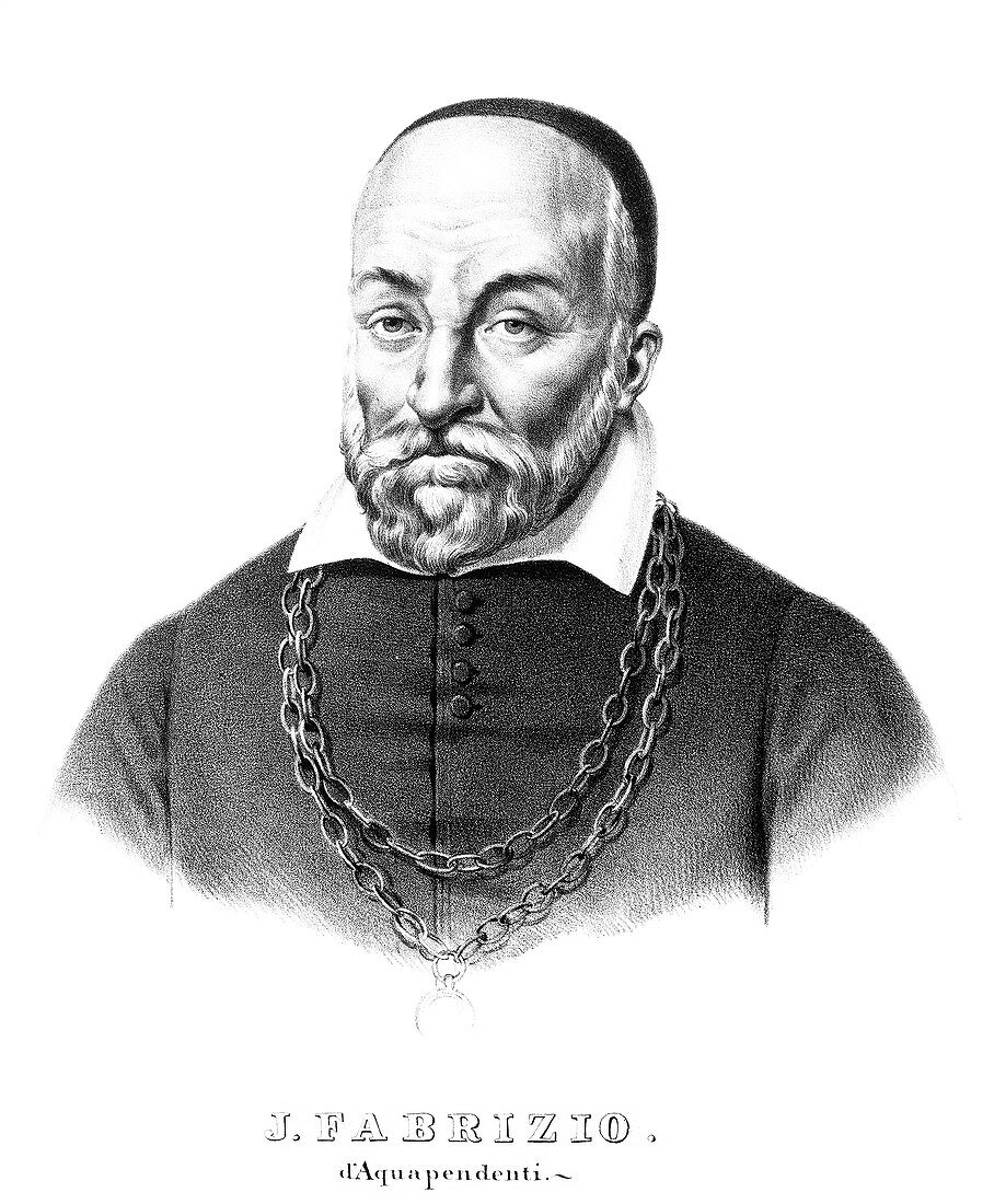 Hieronymus Fabricius,Italian anatomist