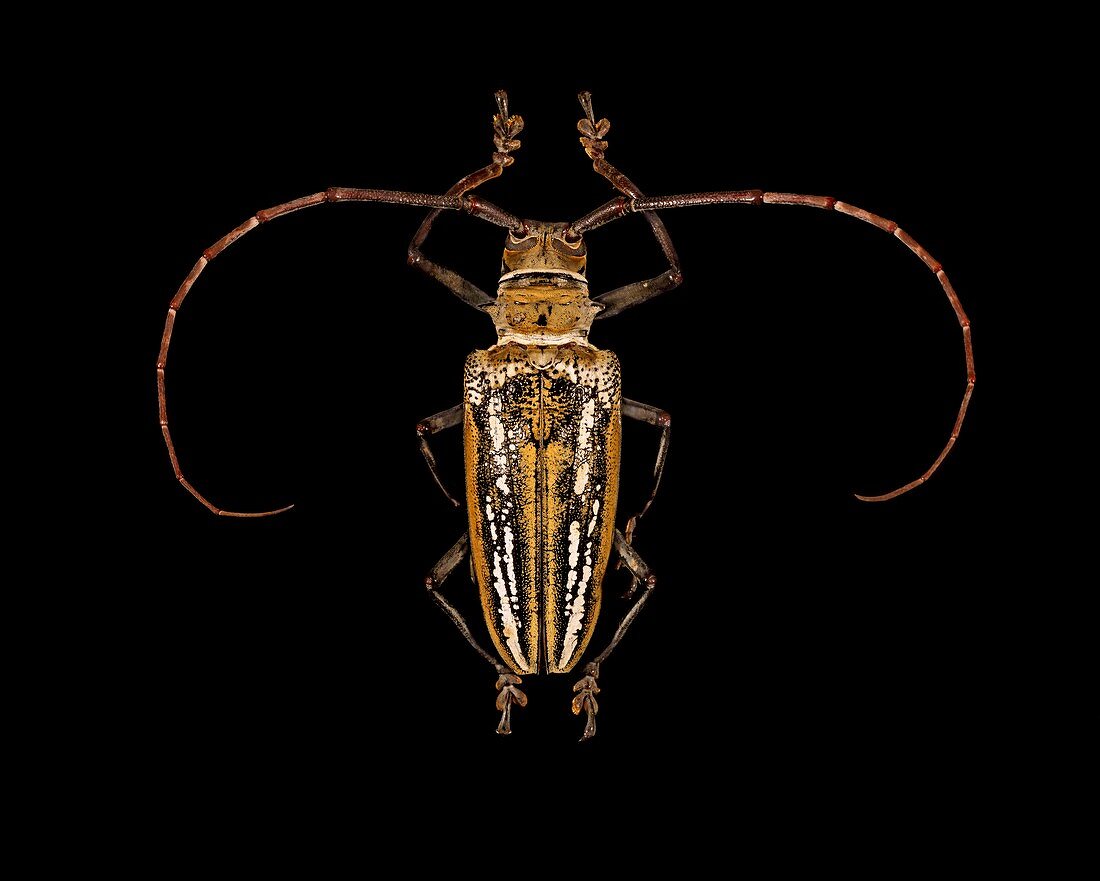 Wallace's long-horn beetle