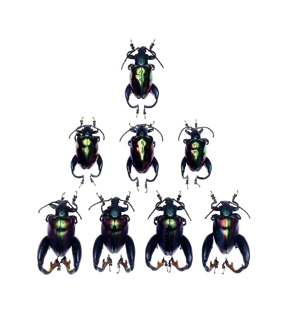 Frog-legged leaf beetles