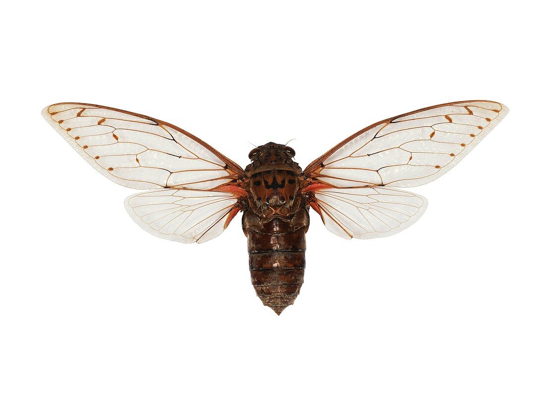 Empress cicada