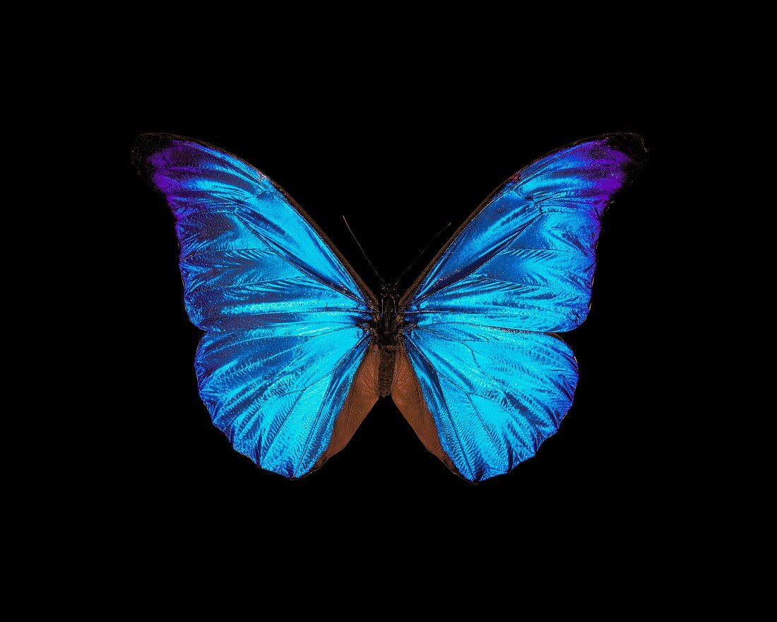 Rhetenor blue morpho butterfly