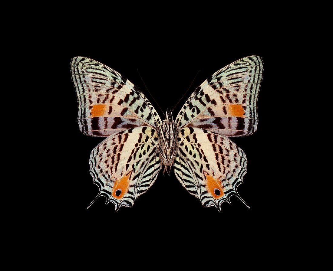 Rajah butterfly