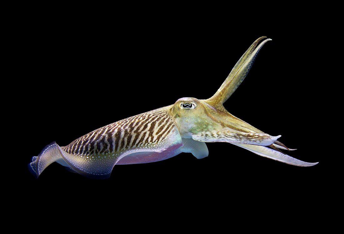 Cuttlefish in defensive posture
