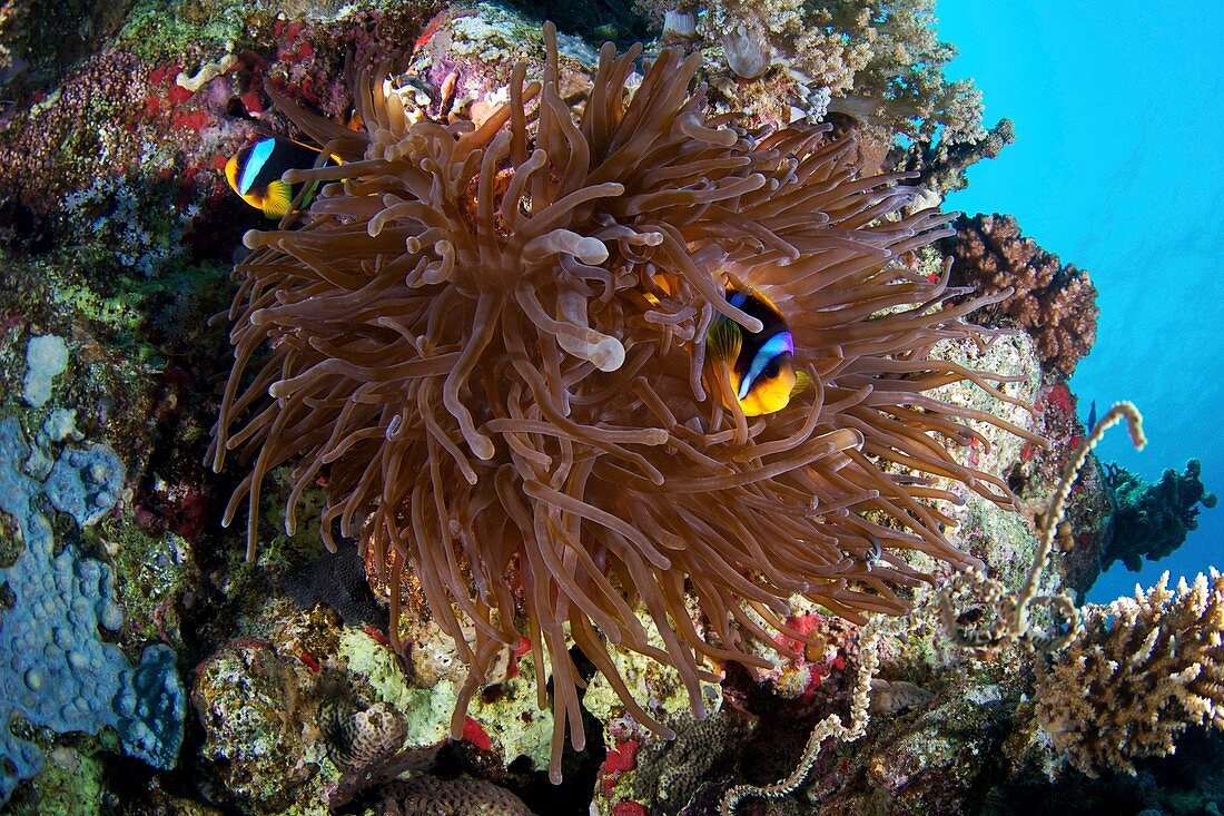 Red Sea anemone fish
