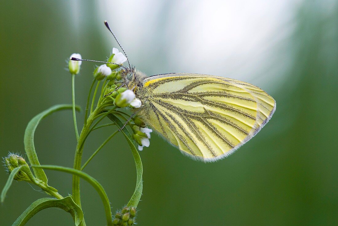 Green-veined white butterfly feeding
