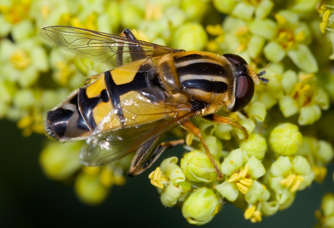Hoverfly feeding on flowers