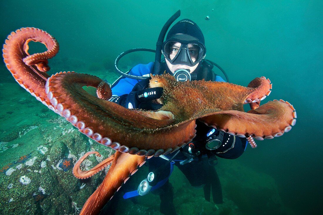 Diver with octopus,Japan Sea