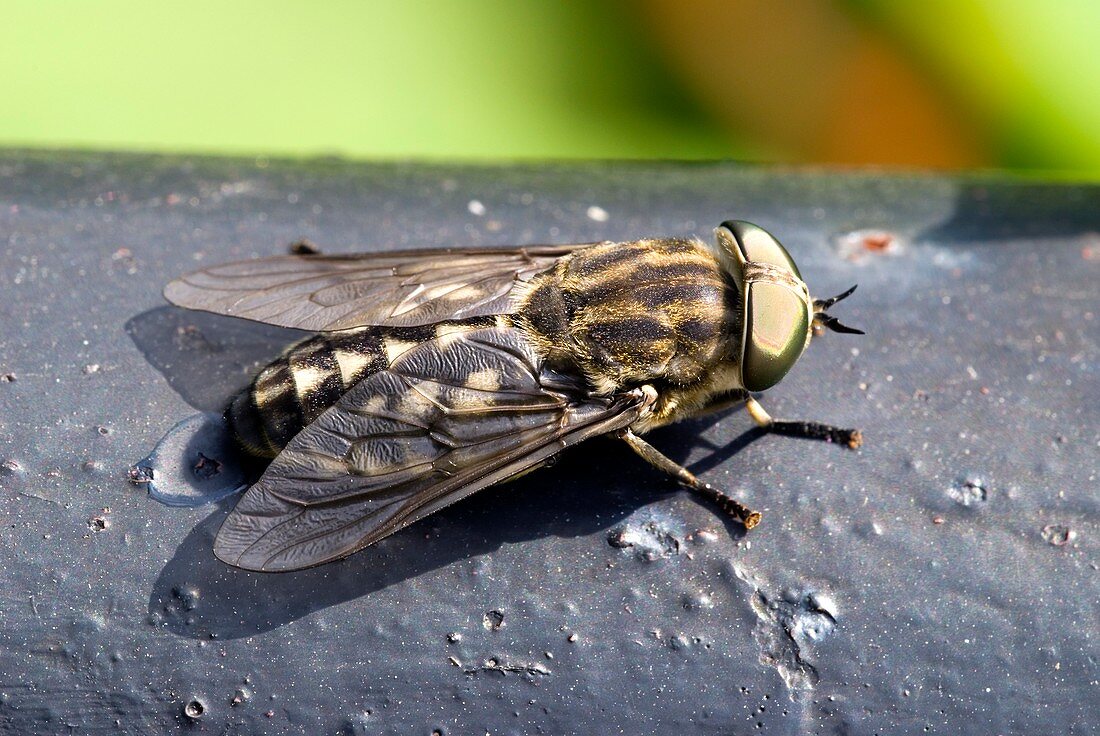 Pale giant horse fly