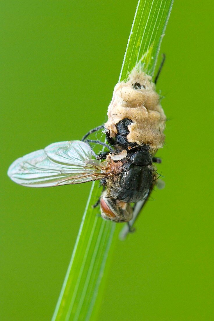 Fungus parasitising a fly